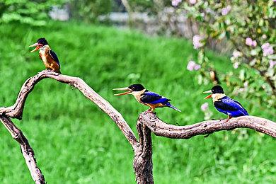 SFC《地球冒险2》游戏包装盒在eBay拍出天价