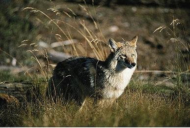 《黄昏沉眠街》实体版豪华特典详细公开！